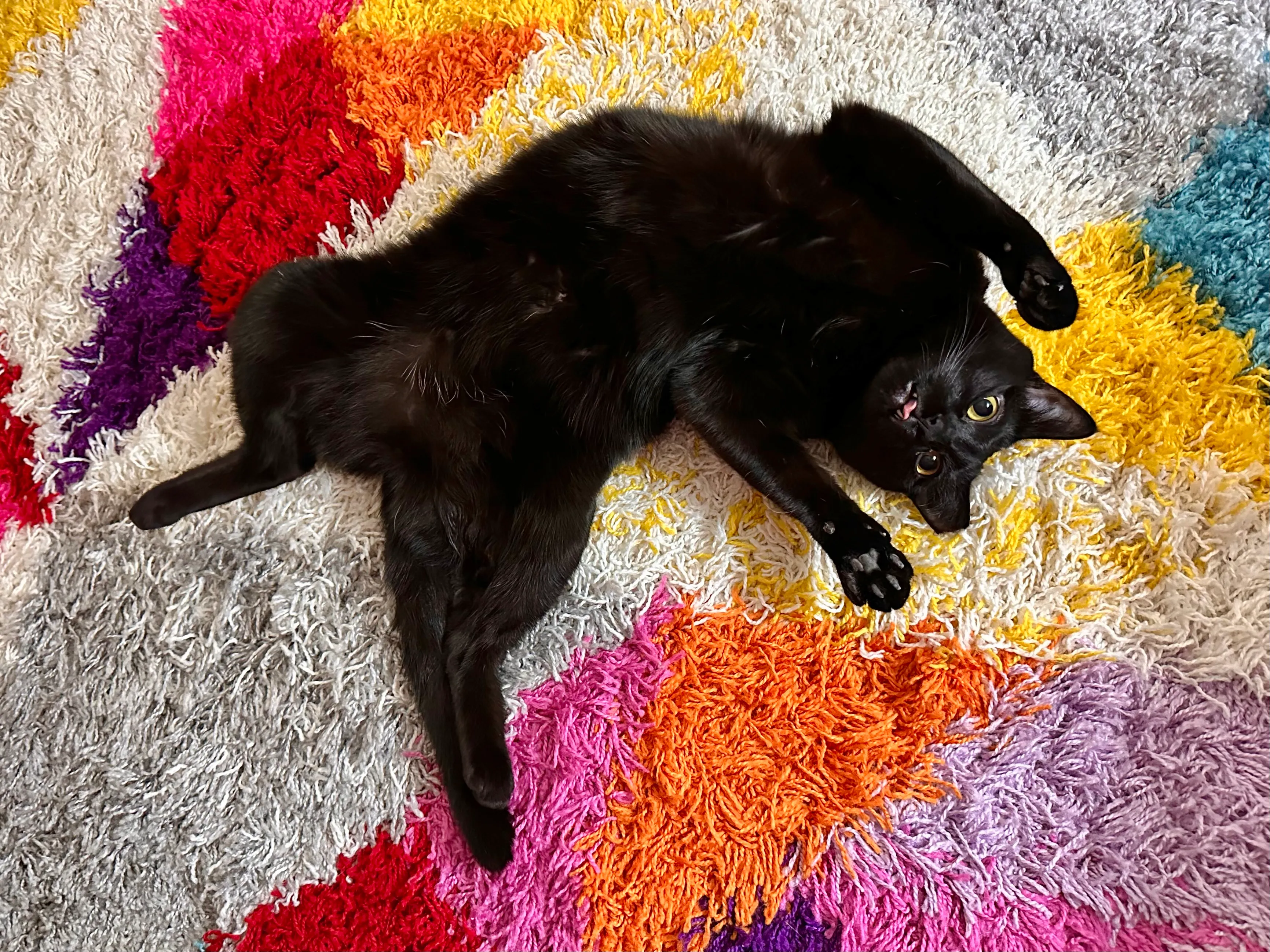 A black cat named Cubby laying on her back with her tongue out